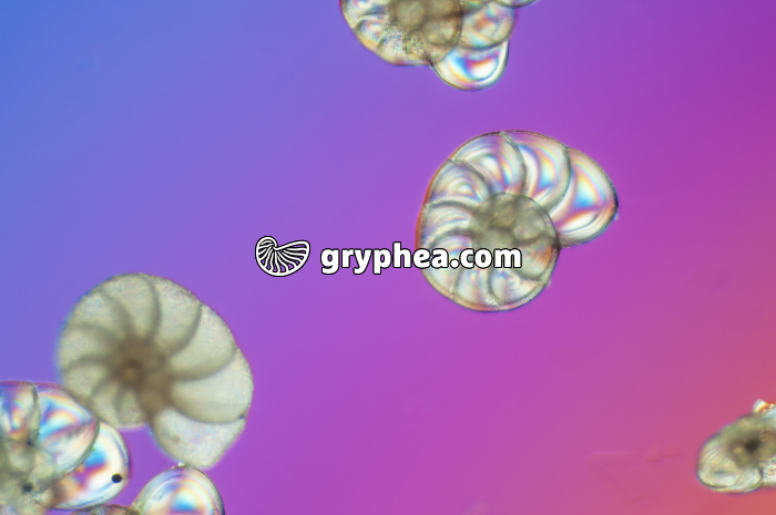 Foraminifère (Cuxhaven) LPA x32 - gryphea.com